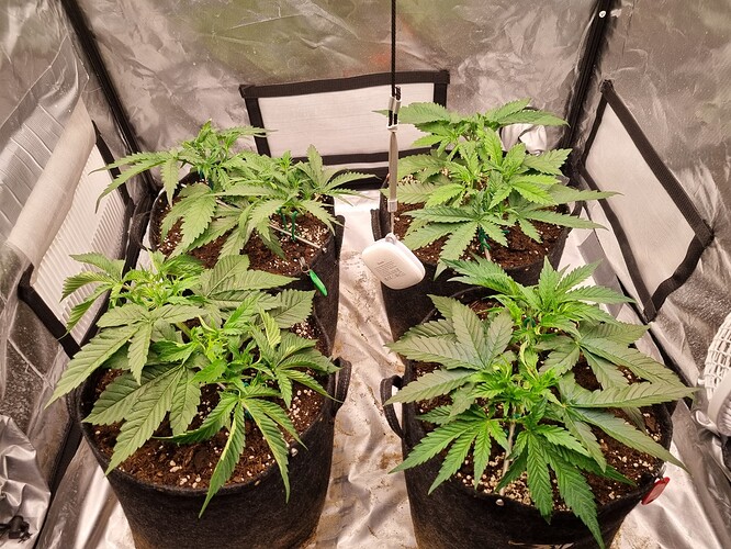 Growreport Bild 37