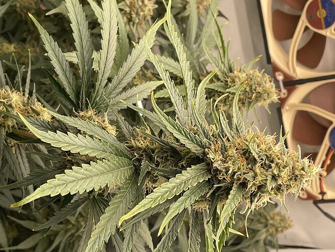 Growreport Bild 5