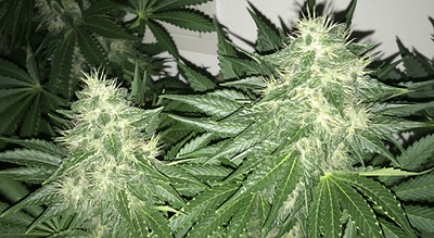 Growreport Bild 6