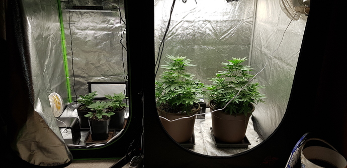 Growreport Bild 5