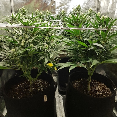 Growreport Bild 4