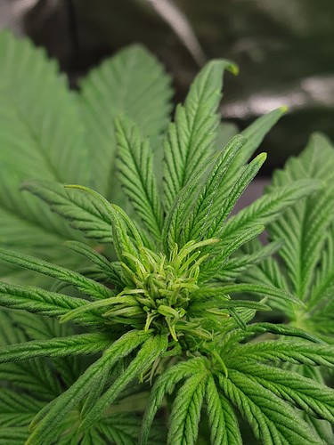 Growreport Bild 6
