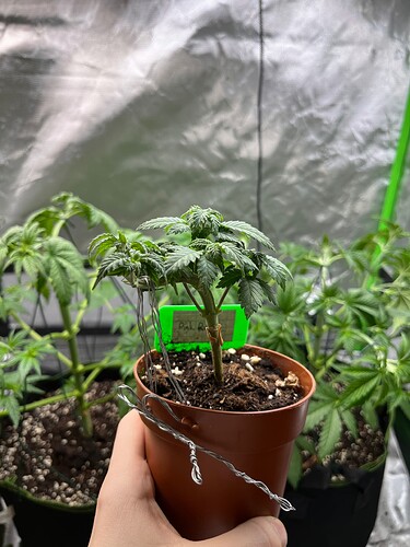 Growreport Bild 15