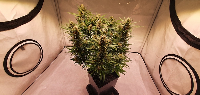 Growreport Bild 1