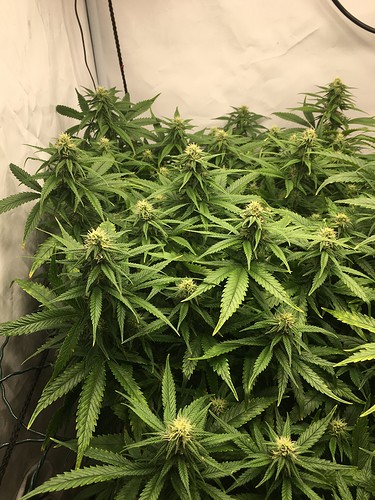 Growreport Bild 24