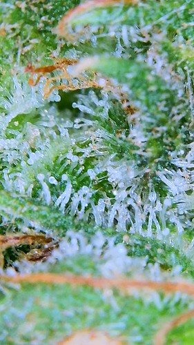 Growreport Bild 7