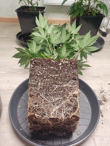Growreport Bild 10