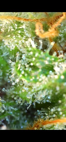 Growreport Bild 8