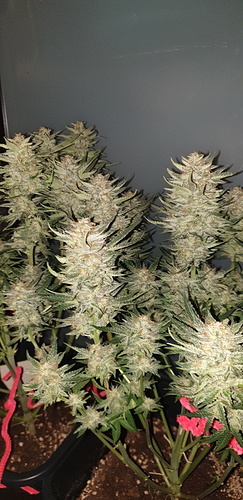 Growreport Bild 7