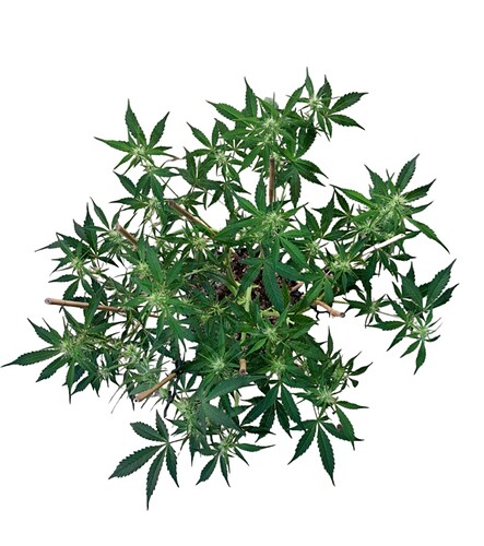 Growreport Bild 8