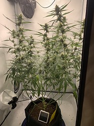 Growreport Bild 1