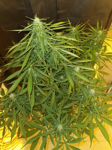 Growreport Bild 8