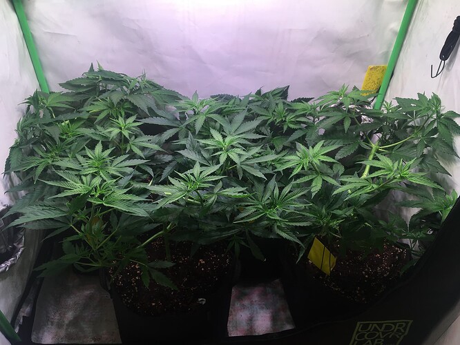 Growreport Bild 1