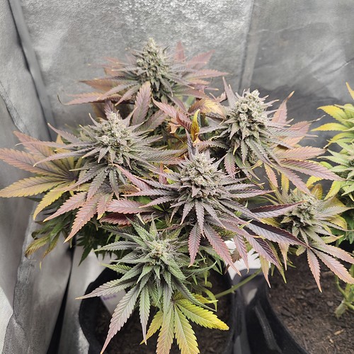 Growreport Bild 5