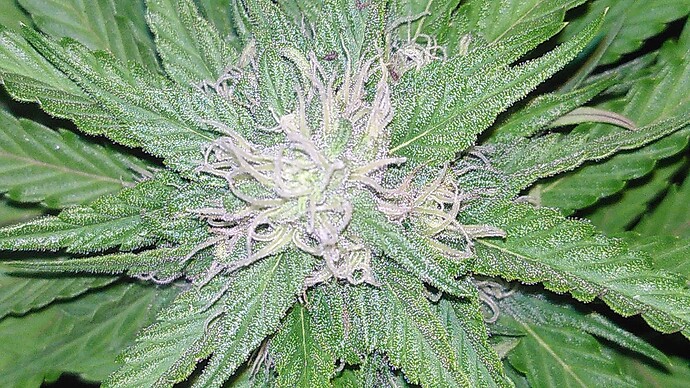 Growreport Bild 5