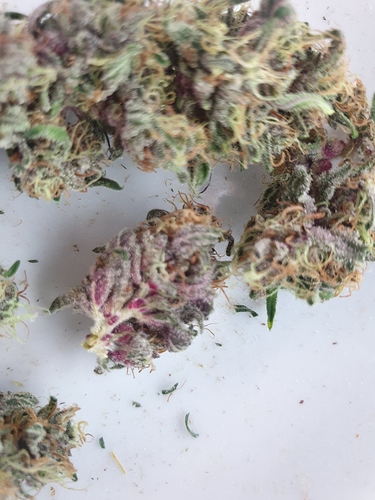 Growreport Bild 7