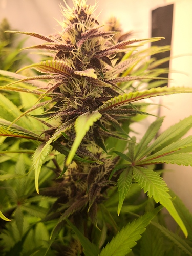 Growreport Bild 8
