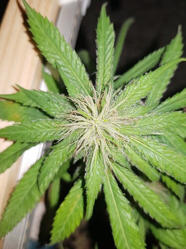 16945615817885007085187850632014