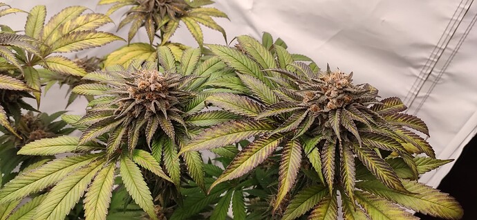 Growreport Bild 1