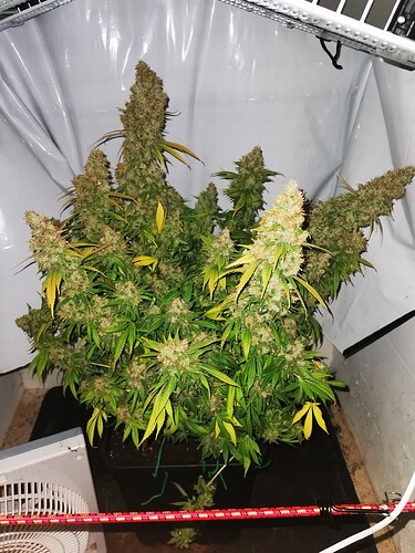 Growreport Bild 1