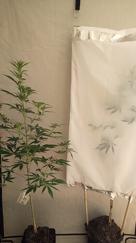 Growreport Bild 45