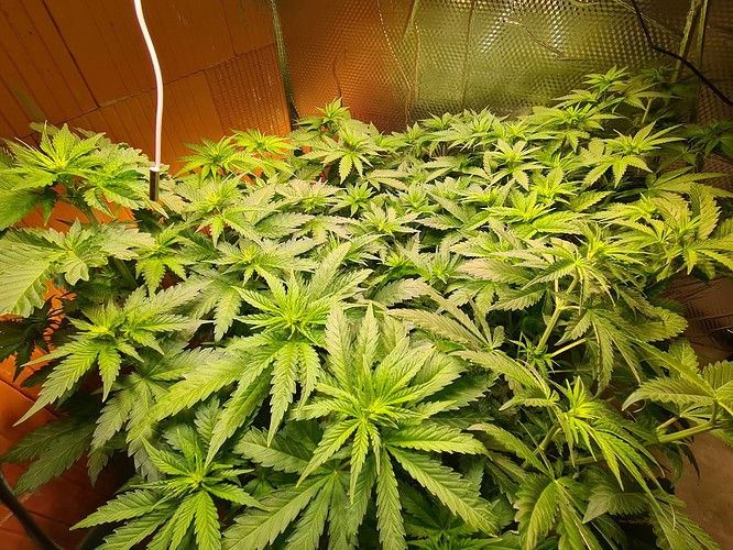 Mehrere junge Cannabispflanzen in der Wachstumsphase, die dicht beieinander stehen und von oben beleuchtet werden.