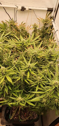 Growreport Bild 2
