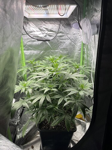 Growreport Bild 2