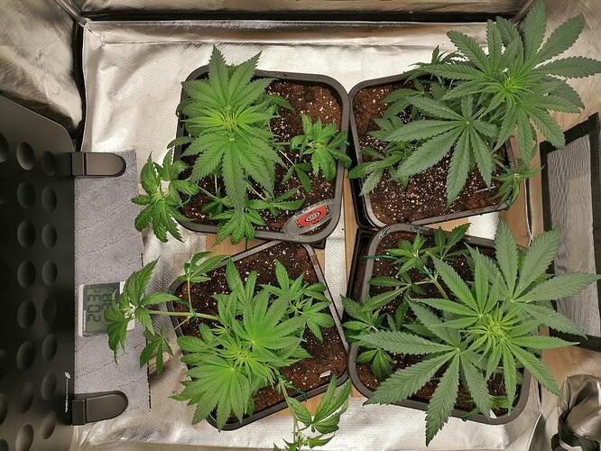 Growreport Bild 4