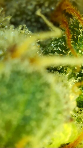 Growreport Bild 25
