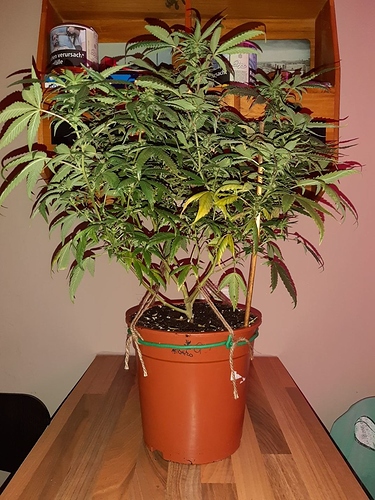 Growreport Bild 21