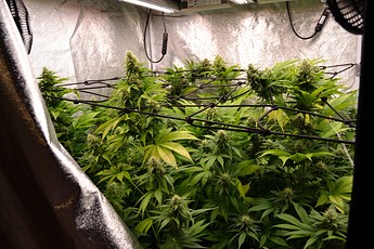 Growreport Bild 1