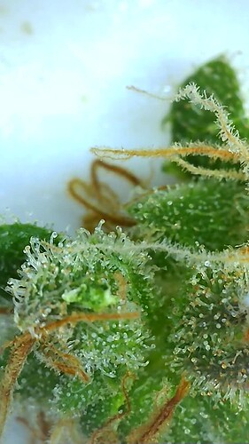 Growreport Bild 8
