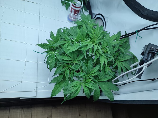 Growreport Bild 40