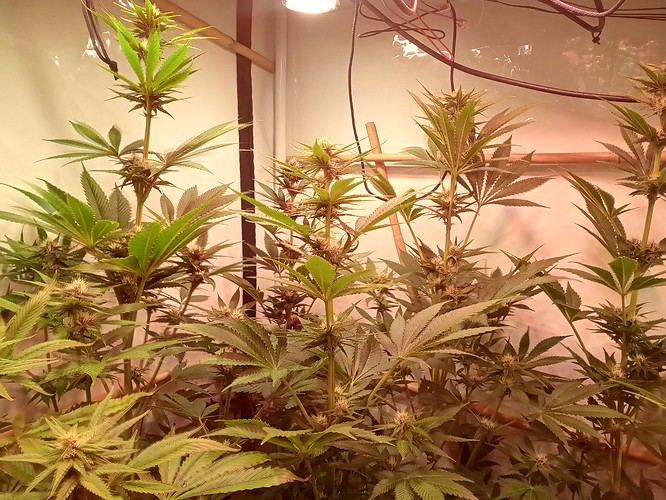 Growreport Bild 9