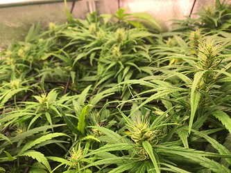 Growreport Bild 2