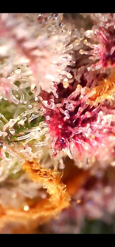 Growreport Bild 35