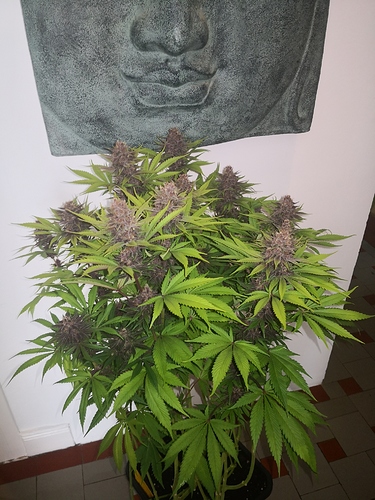 Growreport Bild 4