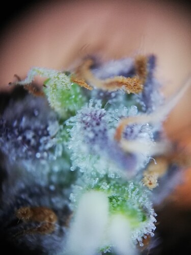 GG#3_240104-7