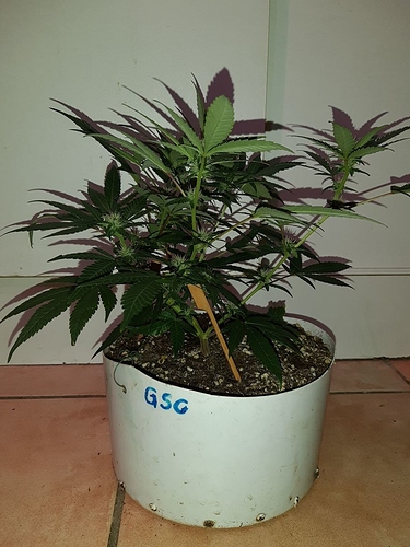 Growreport Bild 7