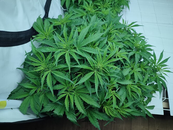 Growreport Bild 19