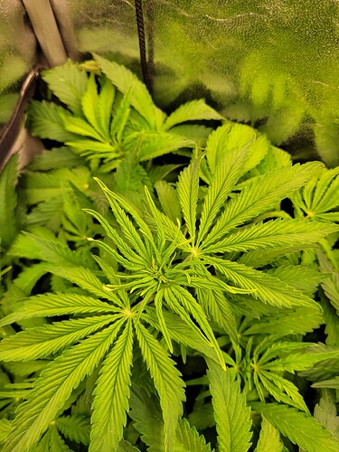 Growreport Bild 8