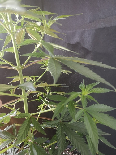 Growreport Bild 3