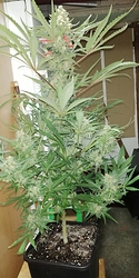 Growreport Bild 1