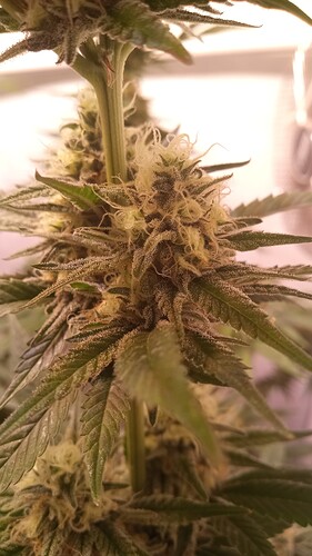 Growreport Bild 8