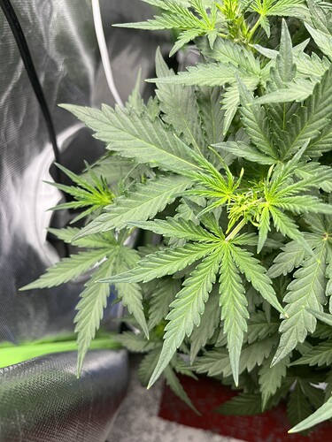 Growreport Bild 5