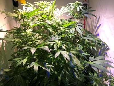 Growreport Bild 5