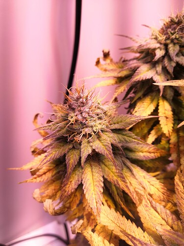 Growreport Bild 3
