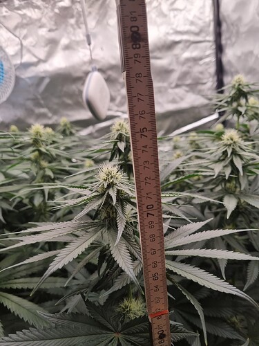 Growreport Bild 14