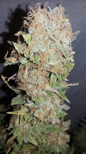 Growreport Bild 9
